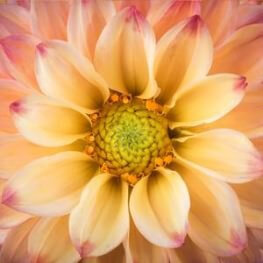 Картини пана Флорални и ботанически