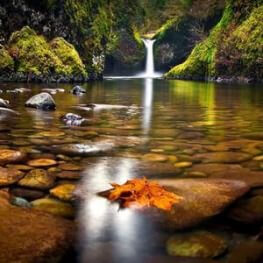 Картини пана Природа