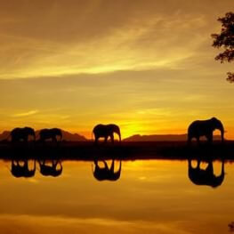 Картини пана Африка