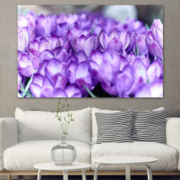 Flowers, Spring, Flower, Garden, Flora, Colorful, Plant, Purple, Color, Blossom, Violet, Herb, Pink, Season, Floral, Petal, Botany, Vascular plant, Close, Shrub