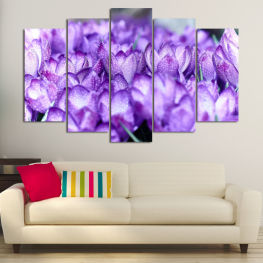 Flowers, Spring, Flower, Garden, Flora, Colorful, Plant, Purple, Color, Blossom, Violet, Herb, Pink, Season, Floral, Petal, Botany, Vascular plant, Close, Shrub