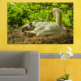 Nature, Wildlife, Water, Birds, Lake, Animals, Swan, Feather, Wings, Wild, Bird, Pond, Swimming, Waterfowl, Goose, Feathers, Beak, Aquatic bird, Wing, Pelican, Bill