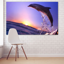 Море, Пейзаж, Изгрев, Плаж, Вода, Залез, Океан, Хоризонт, Луна, Делфин, Нощ, Звезда, Облаци, Облак, Оборудване, Небесно тяло, Парашут, Спасително оборудване