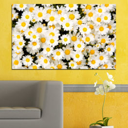 Flowers, Spring, Flower, Daisy, Garden, Summer, Flora, Meadow, Grass, Plant, Blossom, Field, Yellow, Bloom, Herb, Floral, Petal, Vascular plant, Close, Chamomile