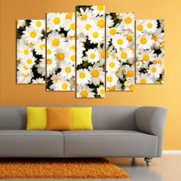 Flowers, Spring, Flower, Daisy, Garden, Summer, Flora, Meadow, Grass, Plant, Blossom, Field, Yellow, Bloom, Herb, Floral, Petal, Vascular plant, Close, Chamomile
