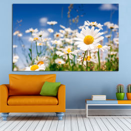 Flowers, Spring, Flower, Daisy, Garden, Summer, Flora, Meadow, Grass, Plant, Blossom, Field, Yellow, Bloom, Herb, Floral, Petal, Vascular plant, Chamomile, Sweet false chamomile