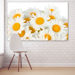 Flowers, Spring, Flower, Daisy, Garden, Summer, Flora, Natural, Sunflower, Leaf, Plant, Blossom, Yellow, Bright, Bloom, Petals, Floral, Pollen, Petal, Growth
