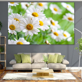 Flowers, Spring, Flower, Daisy, Garden, Summer, Flora, Meadow, Grass, Plant, Blossom, Field, Yellow, Bloom, Herb, Floral, Petal, Vascular plant, Close, Chamomile