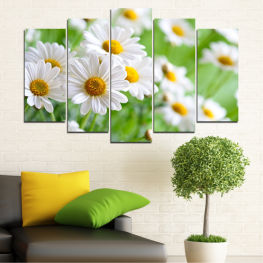 Flowers, Spring, Flower, Daisy, Garden, Summer, Flora, Meadow, Grass, Plant, Blossom, Field, Yellow, Bloom, Herb, Floral, Petal, Vascular plant, Close, Chamomile