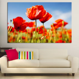 Flowers, Spring, Flower, Garden, Bouquet, Summer, Flora, Meadow, Poppy, Leaf, Tulip, Plant, Blossom, Field, Bloom, Floral, Petal, Tulips, Grow