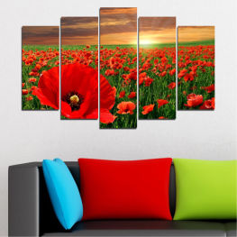 Flowers, Landscape, Sunrise, Spring, Flower, Garden, Summer, Flora, Meadow, Poppy, Plant, Blossom, Field, Bloom, Floral, Vascular plant, Rural, Grow, Angiosperm, Spermatophyte