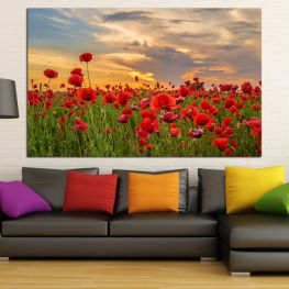 Flowers, Landscape, Spring, Flower, Garden, Summer, Flora, Meadow, Poppy, Grass, Tulip, Plant, Blossom, Field, Bloom, Floral, Tulips, Grow, Cape tulip, Blood lily