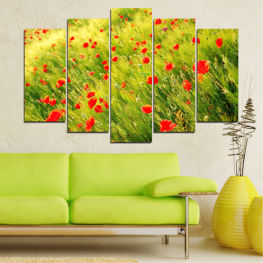 Flowers, Landscape, Spring, Flower, Garden, Summer, Meadow, Poppy, Grass, Plant, Blossom, Field, Bloom, Herb, Season, Vascular plant, Rural, Agriculture, Asparagus fern, Poppies