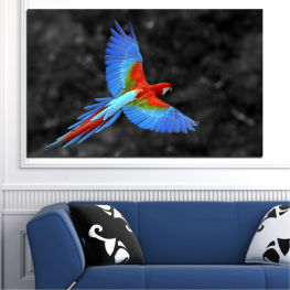 Ζώο, Άγρια ​​ζωή, Πουλιά, Εξωτικός, Γραφικός, Χρώμα, Τροπικός, Φτερό, Παρασκήνια, Παπαγάλος, Κίτρινος, Άγριος, Πουλί, Ράμφος, Κλείσε, Μακώ, Πτέρυγα, Είδος ψιττακού