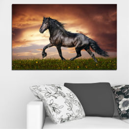 Animal, Horse, Meadow, Grass, Portrait, Field, Wild, Farm, Pasture, Thoroughbred, Ranch, Horses, Mammal, Vaulting horse, Stallion, Equine, Equestrian, Mare, Mane, Domestic, Running