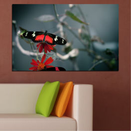 Животни, Пролет, Вода, Цвете, Градина, Лято, Пеперуда, Отражение, Цветен, Растение, Цвят, Крила, Портокал, Деликатен, Жълт, Насекомо, Близо, Крило, Антена, Летене, Монарх