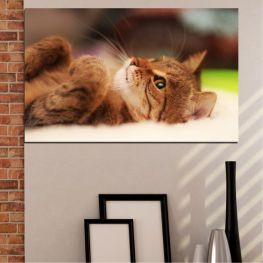 Animal, Portrait, Cat, Eyes, Cute, Soft, Pets, Whiskers, Kitty, Kitten, Nose, Adorable, Domestic, Furry, Bunny, Feline, Mammal