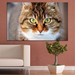 Animal, Animals, Portrait, Cat, Eyes, Cute, Pets, Domestic animal, Domestic cat, Tiger cat, Looking, Tabby, Curious, Whiskers, Kitty, Kitten, Domestic, Furry, Feline