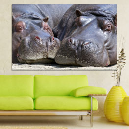 Животни, Дивата природа, Животни, Портрет, Див, Розов, Хипопотам, Ферма, Сладък, Добитък, Прасенце, Свинско, Свине, Прасенце, Хипопотам, Домашни, Селско стопанство, Копитно животно, Бозайник