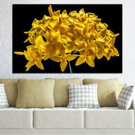 Flowers, Spring, Flower, Garden, Bouquet, Summer, Flora, Collage, Leaf, Tulip, Shine, Plant, Blossom, Yellow, Bloom, Woody plant, Floral, Pollen, Petal, Vascular plant, Close, Shrub