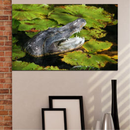 Ζώο, Άγρια ​​ζωή, Νερό, Λίμνη, Φυσικός, Ποτάμι, Πέτρα, Άγριος, Βράχος, Κροκόδειλος, Έρπων, Ρεύμα, Λιμνούλα, Κεφάλι, Αρπακτικό, Επικίνδυνος, Υδάτινος, Αλλιγάτορας, Στόμα