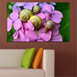 Flowers, Animal, Flower, Garden, Leaf, Spiral, Plant, Yellow, Snail, Shell, Closeup, Brown, Petal, Close, Gastropod, Mollusk, Invertebrate, Slug, Slow, Slime