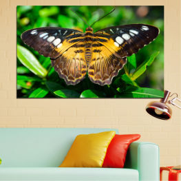 Animal, Nature, Spring, Flower, Garden, Summer, Butterfly, Colorful, Plant, Wings, Orange, Herb, Vascular plant, Insect, Wing, Antenna, Flying, Common unicorn plant, Monarch, Nectar