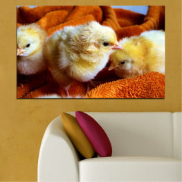 Животни, Птици, Живот, Пера, Жълт, Пиле, Птица, Забавен, Ферма, Сладък, Клюн, Великден, Пухкав, Бебе, Добитък, Мацка, Малко, Домашни птици, Гнездене