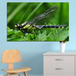 Животни, Природа, Дивата природа, Пролет, Градина, Лято, Листо, Трева, Растение, Водно конче, Крила, Див, Детайл, Насекомо, Близо, Крило, Безгръбначно, Членестоноги, Водно конче, Дамски