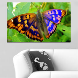 Животни, Природа, Пролет, Цвете, Градина, Пеперуда, Цветен, Растение, Пламък, Крила, Портокал, Красива, Билка, Съдово растение, Насекомо, Крило, Храст, Летене, Монарх, Нектар, Пеперуден храст