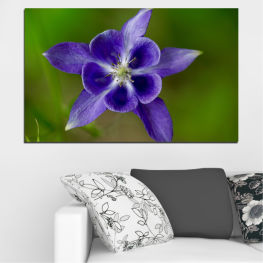 Flowers, Nature, Spring, Flower, Garden, Summer, Flora, Plant, Purple, Blossom, Bloom, Herb, Pink, Season, Floral, Petal, Botany, Vascular plant, Botanical, Angiosperm, Gentian