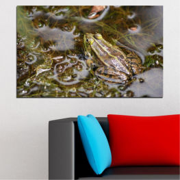 Άγρια ​​ζωή, Νερό, Φρέσκο, Ψάρι, Τροφή, Μάτια, Κίτρινος, Βάτραχος, Περιβάλλον, Closeup, Έρπων, Καφέ, Κλείσε, Θαλασσινά, Αμφίβιο, Γεύμα, Κρέας, Βαθύφωνος βάτραχος