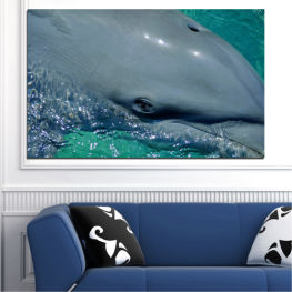 Animal, Water, Ocean, Dolphin, Wave, Fish, Splash, Swim, Swimming, Eared seal, Seal, Sea lion, Aquatic mammal, Sea cow, Shark, Great white shark, Aquatic, Marine, Mammal
