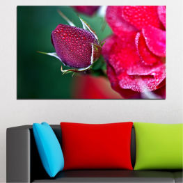 Flowers, Rose, Freshness, Drops, Fresh, Strawberries, Food, Fruit, Diet, Tasty, Dessert, Strawberry, Healthy, Woody plant, Berry, Sweet, Organic, Vascular plant, Juicy, Close, Ripe, Shrub, Strawberry bush