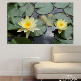 Flowers, Water, Flower, Garden, Summer, Exotic, Flora, Water lily, Plant, Blossom, Bloom, Pink, Petals, Blooming, Floral, Pond, Petal, Botany, Lily, Lotus, Aquatic