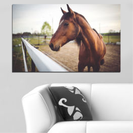 Животни, Кон, Поляна, Трева, Портрет, Поле, Кафяв, Глава, Ферма, Паша, Чистокръвен, Ранчо, Коне, Бозайник, Жребец, Конски, Конен спорт, Кобила, Грива, Жребче, Жребче