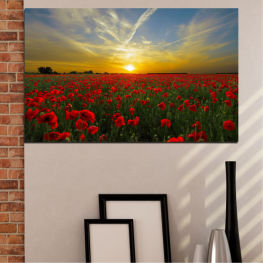Flowers, Landscape, Spring, Flower, Sun, Garden, Summer, Meadow, Sunny, Poppy, Grass, Tulip, Plant, Blossom, Field, Bloom, Season, Tulips, Rural