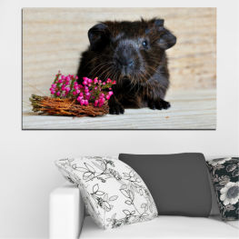 Ζώο, Των ζώων, Πορτρέτο, Μαλλιά, Μαύρος, Χάμστερ, Καφέ, Αστείος, Χαριτωμένος, Λίγο, Κατοικίδια, Φαβορίτα, Μύτη, Ινδικό χοιρίδιο, Λατρευτός, Οικιακός, Γούνινος, Τρωκτικό, Θηλαστικό ζώο, Κλείσε