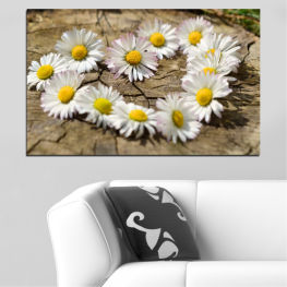 Flowers, Spring, Flower, Daisy, Garden, Summer, Flora, Meadow, Heart, Grass, Plant, Blossom, Field, Yellow, Bloom, Herb, Petals, Floral, Petal, Vascular plant, Chamomile