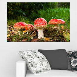 Φύση, Δάσος, Κήπος, Καλοκαίρι, Φυσικός, Φθινόπωρο, Φύλλο, Γρασίδι, Φυτό, Τροφή, Μανιτάρια, Λαχανικό, Εποχή, Οργανισμός, Καλλιεργώ, Στέλεχος, Μανιτάρι, Μύκητας, Εδώδιμος, Μύκητες