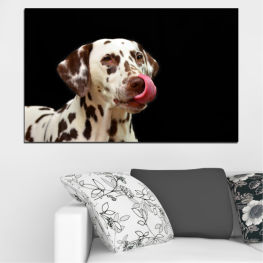 Animal, Dog, Portrait, Dalmatian, Canine, Brown, Cute, Dogs, Pedigreed, Pets, Domestic animal, Doggy, Friend, Breed, Purebred, Puppy, Adorable, Domestic, Studio, Mammal