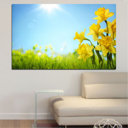Flowers, Landscape, Nature, Spring, Sun, Summer, Sunlight, Meadow, Narcissus, Grass, Plant, Field, Cloud, Land, Herb, Season, Country, Rural, Agriculture, Lawn, Dandelion, East wind
