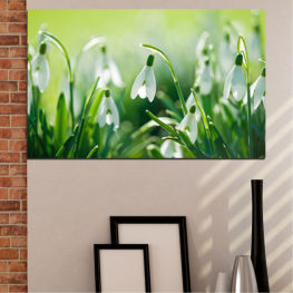 Flowers, Nature, Spring, Flower, Garden, Summer, Flora, Natural, Meadow, Leaf, Grass, Galanthus, Plant, Field, Environment, Season, Vascular plant, Close, Growth, Shrub, Lawn, Bulbous plant, False lily of the valley