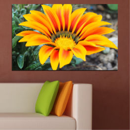 Flowers, Spring, Flower, Daisy, Garden, Summer, Flora, Color accent, Sunflower, Plant, Gerbera, Blossom, Orange, Yellow, Bright, Bloom, Petals, Floral, Petal, Botany, Close