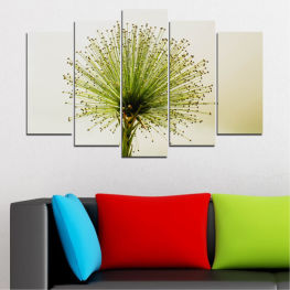 Spring, Flower, Light, Night, Star, Graphic, Plant, Design, Fireworks, Black, Holiday, Herb, Season, Explosion, Celebration, Pattern, Texture, Year, Dandelion
