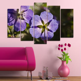 Flowers, Spring, Flower, Garden, Flora, Natural, Plant, Purple, Blossom, Violet, Bloom, Herb, Pink, Blooming, Floral, Petal, Botany, Vascular plant, Organism, Geranium, Viola