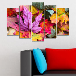 Forest, Tree, Colorful, Autumn, Leaf, Leaves, Plant, Color, Orange, Yellow, Fall, Woody plant, Season, Pattern, Seasonal, Vascular plant, Close, Foliage, Shrub, Maple