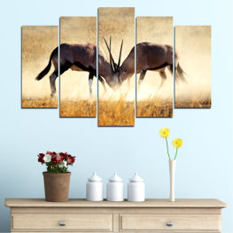 Animal, Wildlife, Animals, Horse, Natural, Grass, Africa, Desert, Park, Field, Travel, Wild, Wilderness, Camel, Antelope, Deer, Brown, Safari, Savanna, South, Gazelle, Ruminant, Horses, Bustard, Wading bird, Mammal, Ungulate