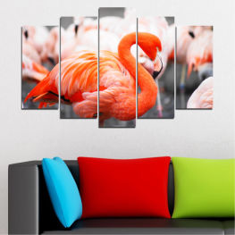 Дивата природа, Вода, Птици, Езеро, Свеж, Африка, Цвят, Фламинго, Храна, Тропически, Пера, Портокал, Див, Птица, Розов, Езерце, Пера, Клюн, Блатна птица, Водна птица, Група