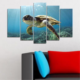 Sea, Landscape, Wildlife, Water, Ocean, Coral, Fish, Tropical, Wild, Turtle, Shell, Reptile, Swim, Swimming, Loggerhead, Sea turtle, Underwater, Marine, Diving, Aquatic, Reef